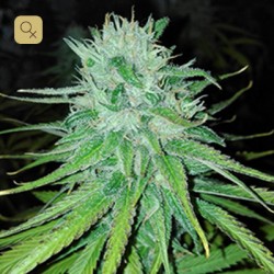 Michoacan Cream · Cannabiogen