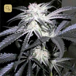 Peyote Purple · Cannabiogen