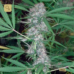 Caribe · Cannabiogen