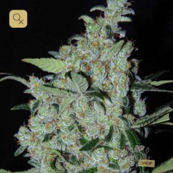 Purple Mexican · Cannabiogen